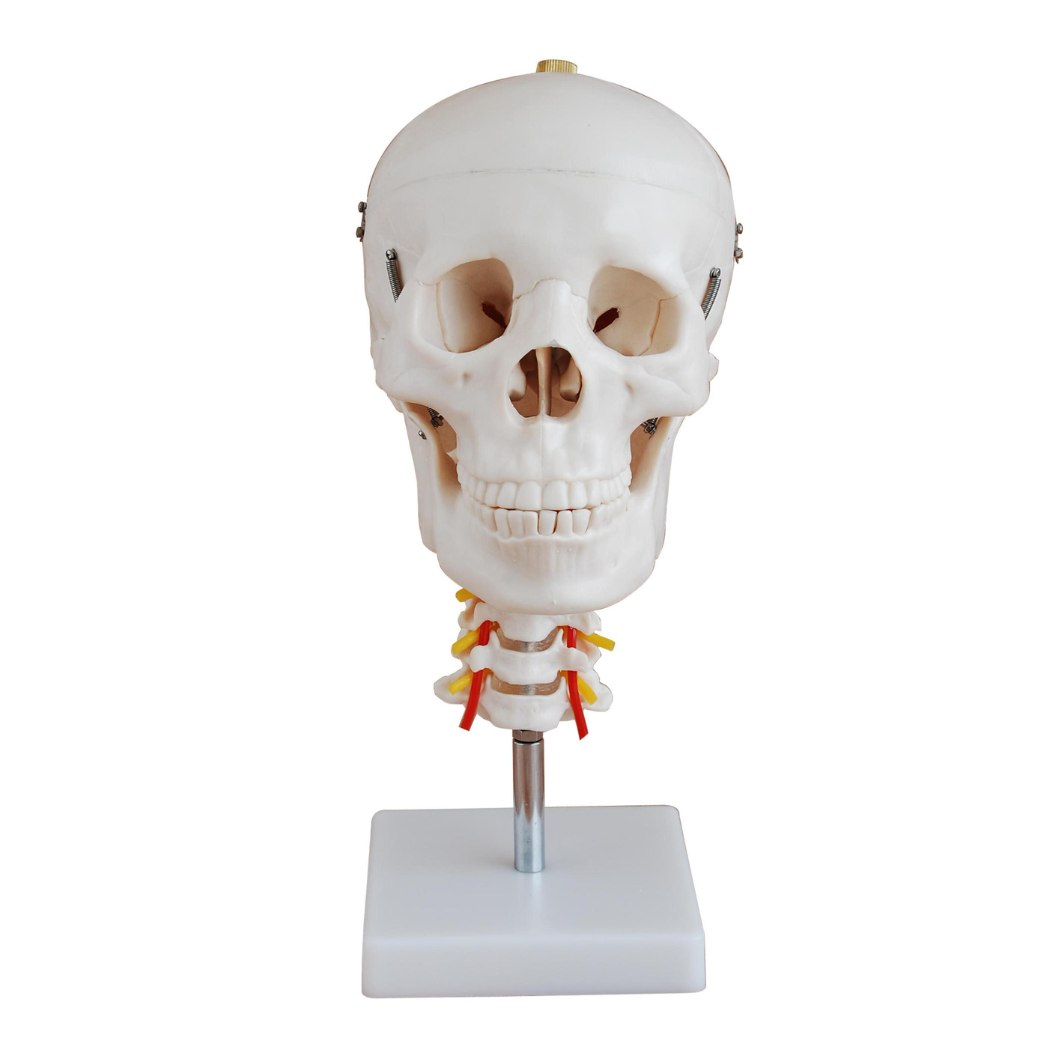 Skull with Cervical Spine