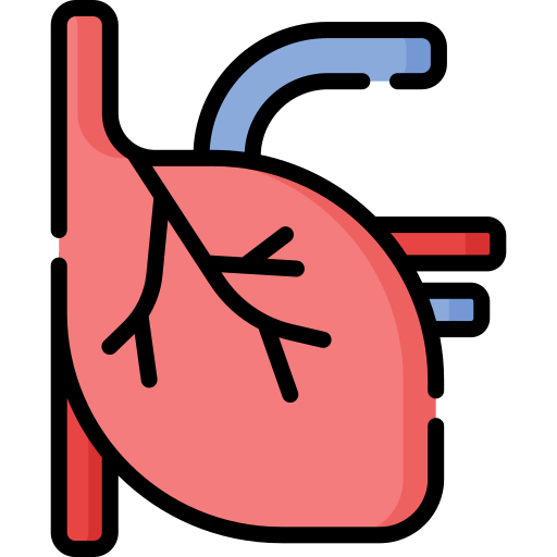 Heart & Circulatory
