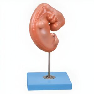 Embryo