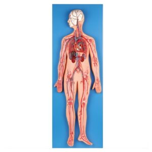 Circulatory System Model