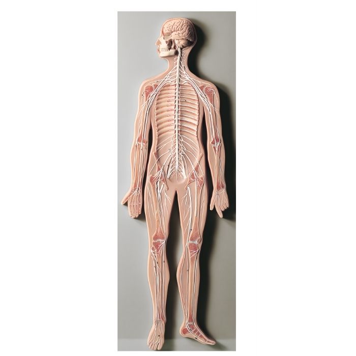 Nervous System