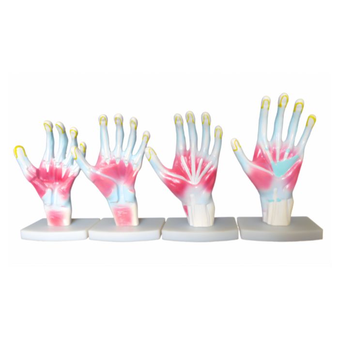 Palm Anatomy