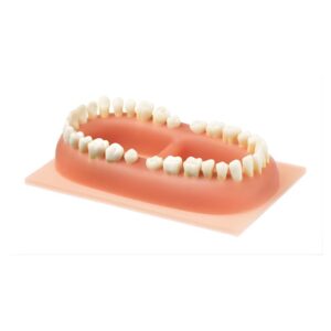 Set of teeth of an Adult