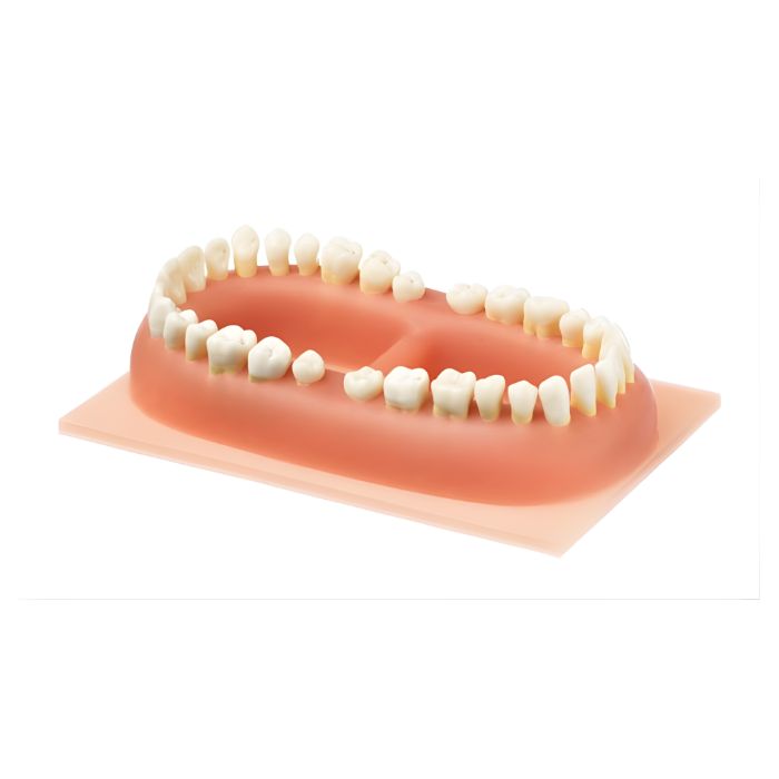 Set of teeth of an Adult