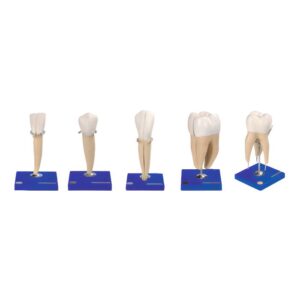 Teeth Model