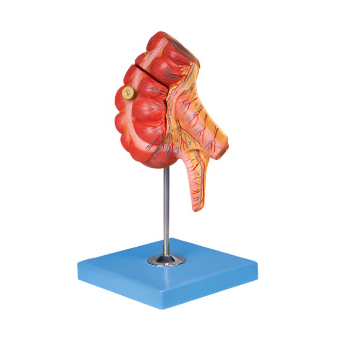 Appendix and Caecum