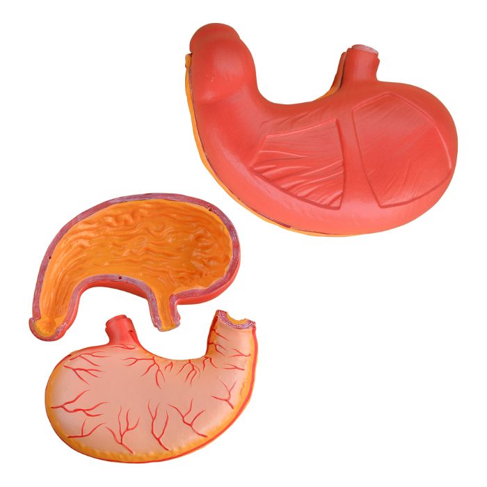 Stomach Model