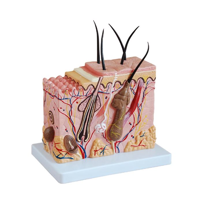 Skin Block Model