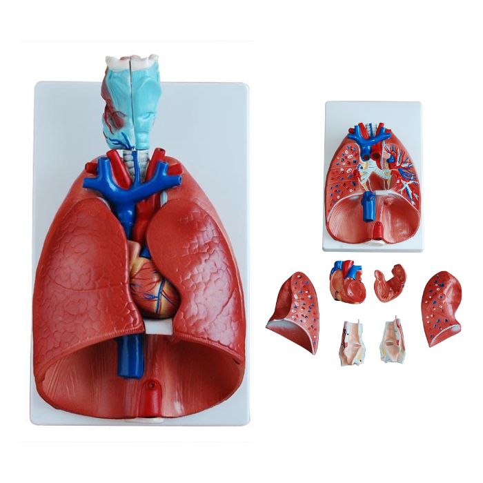 Larynx, Heart and Lung Model