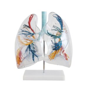 Model of the Transparent Lung Segment