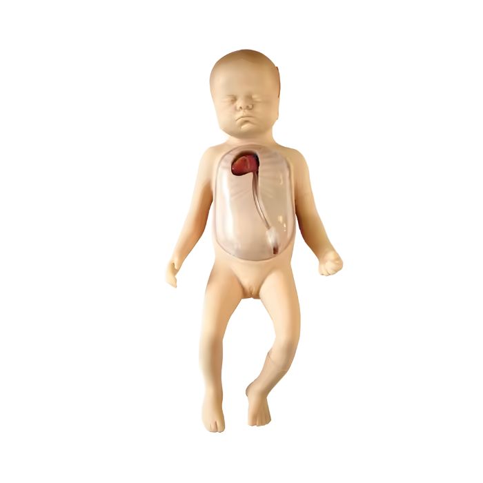Advanced Neonatal Peripheral and Central Vein Intubation Simulator