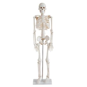 85cm Skeletons