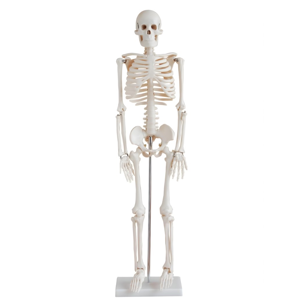 85cm Skeletons