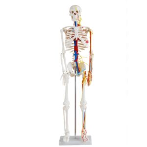 85cm Skeleton with Nerves and Blood Vessels
