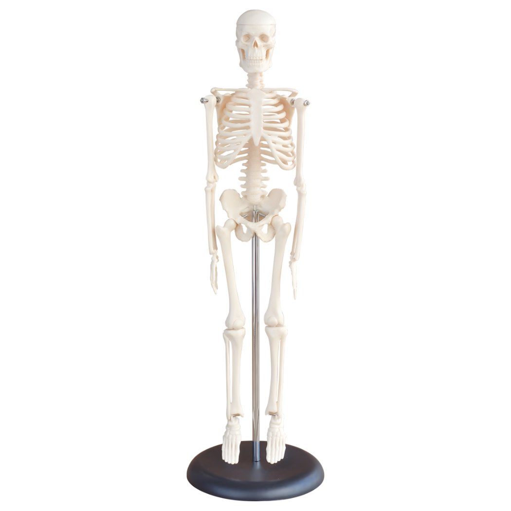 5CM Mini Skeleton