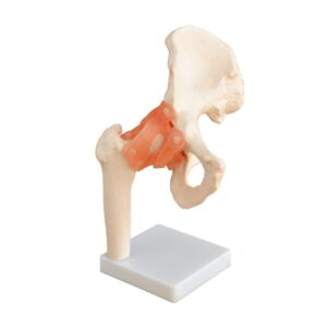 Life-Size Hip Joint