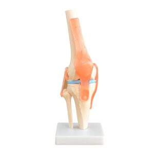 Life-Size Knee Joint