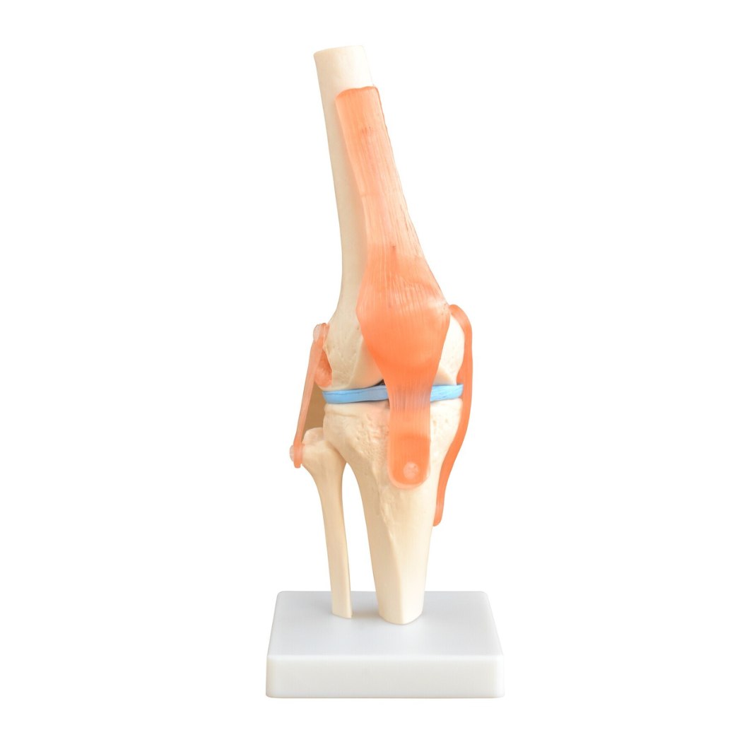 Life-Size Knee Joint