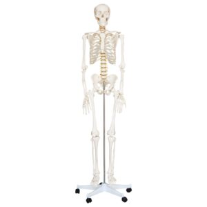 Life-Size Skeleton 180cm Tall