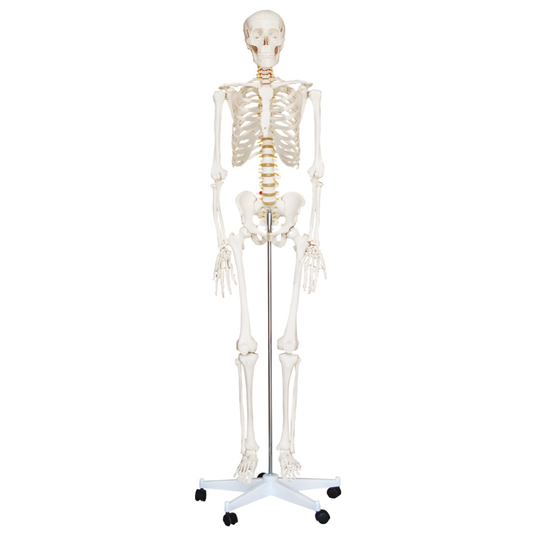 Life-Size Skeleton 180cm Tall