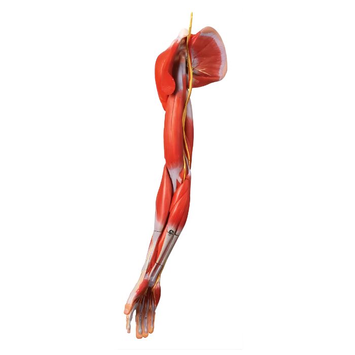 Muscles of Arm with Main Vessels and Nerves