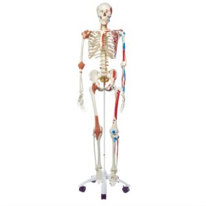 Skeleton with Muscles and Ligaments 180cm Tall